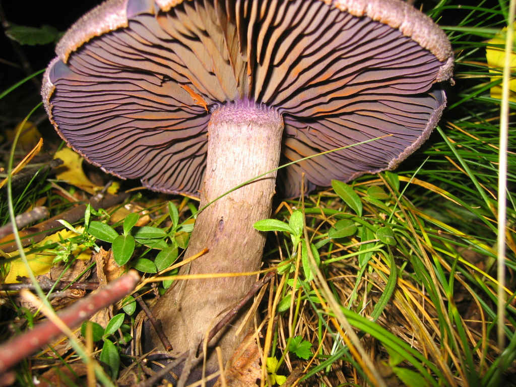 2005 :  Un anno di funghi